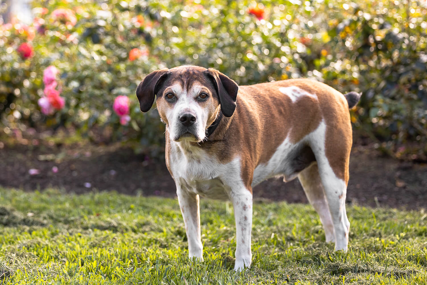 dog photoshoot at Gage Park a dog standing photo at a dog photoshoot in Hamilton.