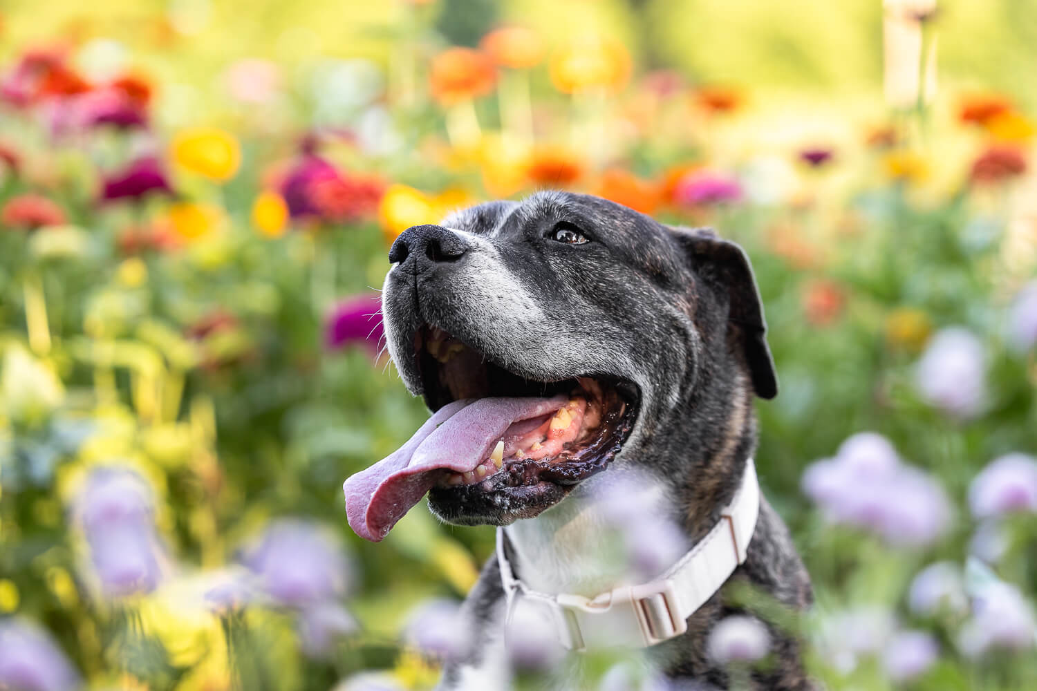 end of life dog photography in Dundas, ON Beautiful Sophia posing at her Rainbow Bridge Session.