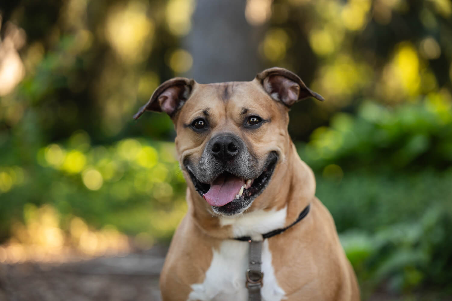 dog portrait at a rainbow bridge session.