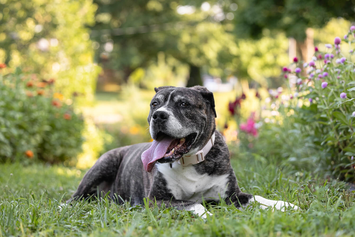 end of life pet photography in Dundas, ON A dog posing on her rainbow bridge session.