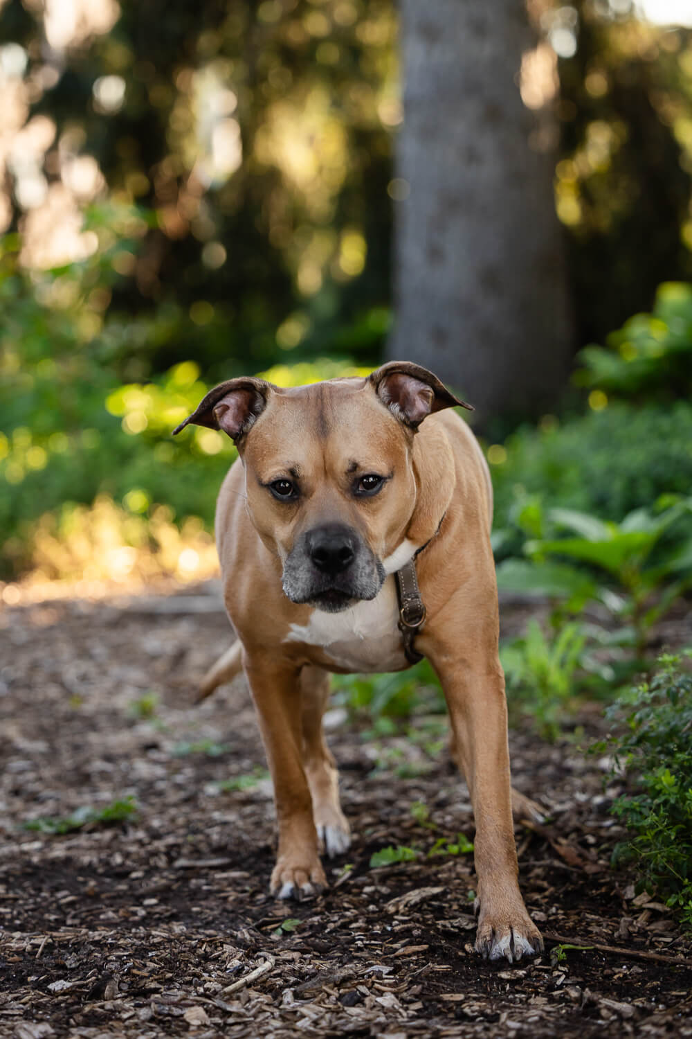 Dog posing during his rainbow bridge photoshoot at Rockway Gardens.