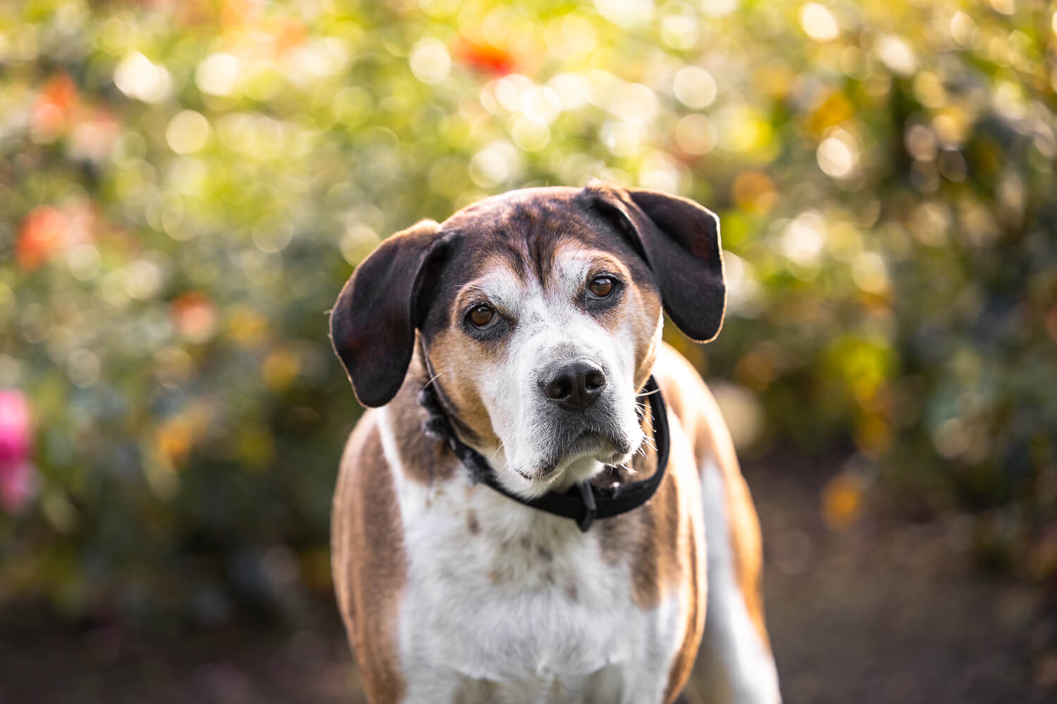pet portrait at Gage Park pet photo at Gage Park in Hamilton, taken by canovas photography.