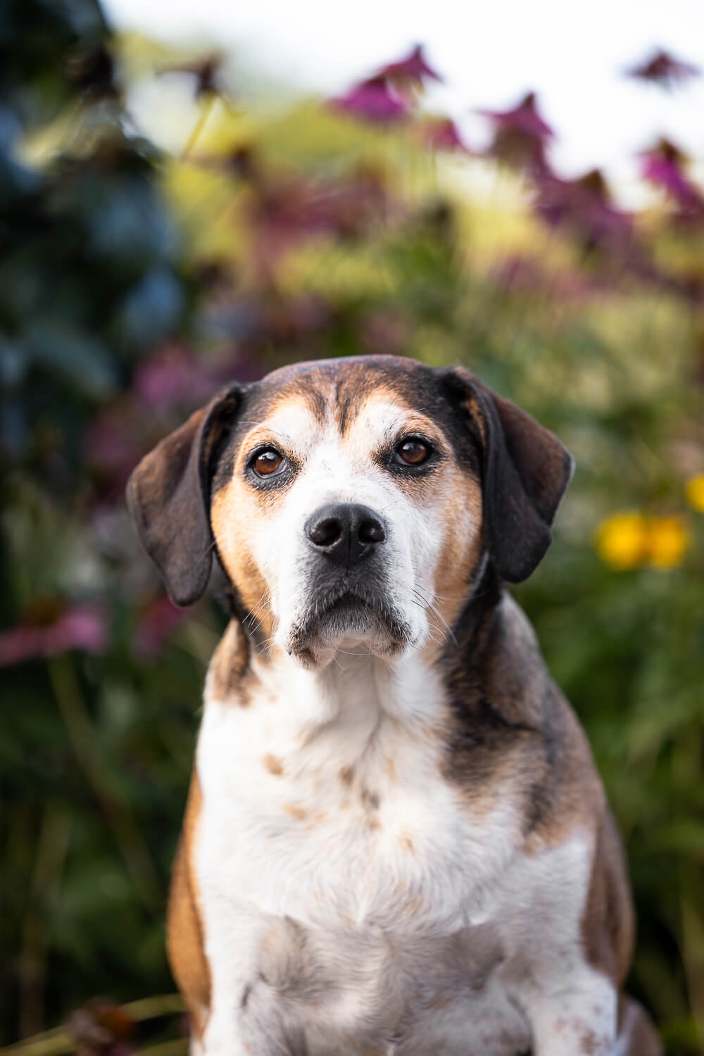 pet portrait gta dog portrait taken at Gage Park in Hamilton, ON.