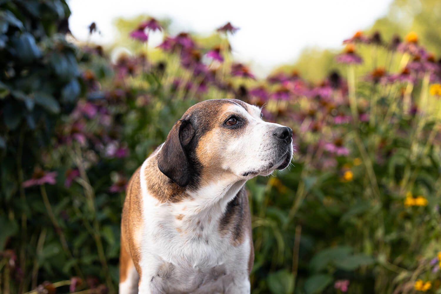pet portrait in Hamilton dog looking away image at a photoshoot.