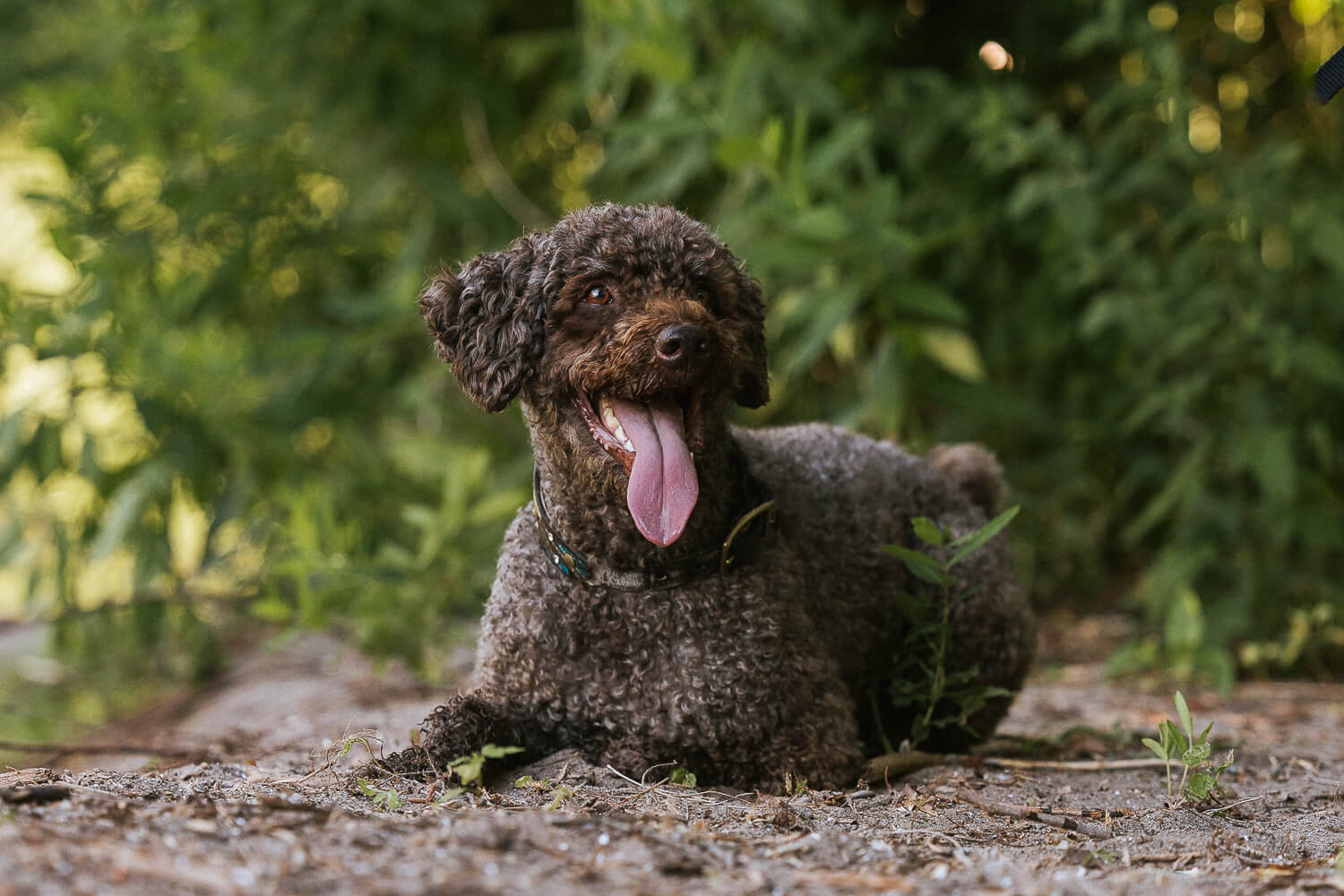 portuguse water dog photography Grimsby dog laying down during his pet photoshoot session.