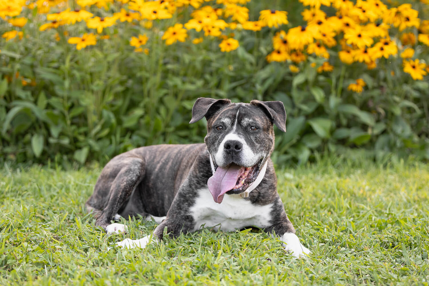 rainbow bridge dog photo
