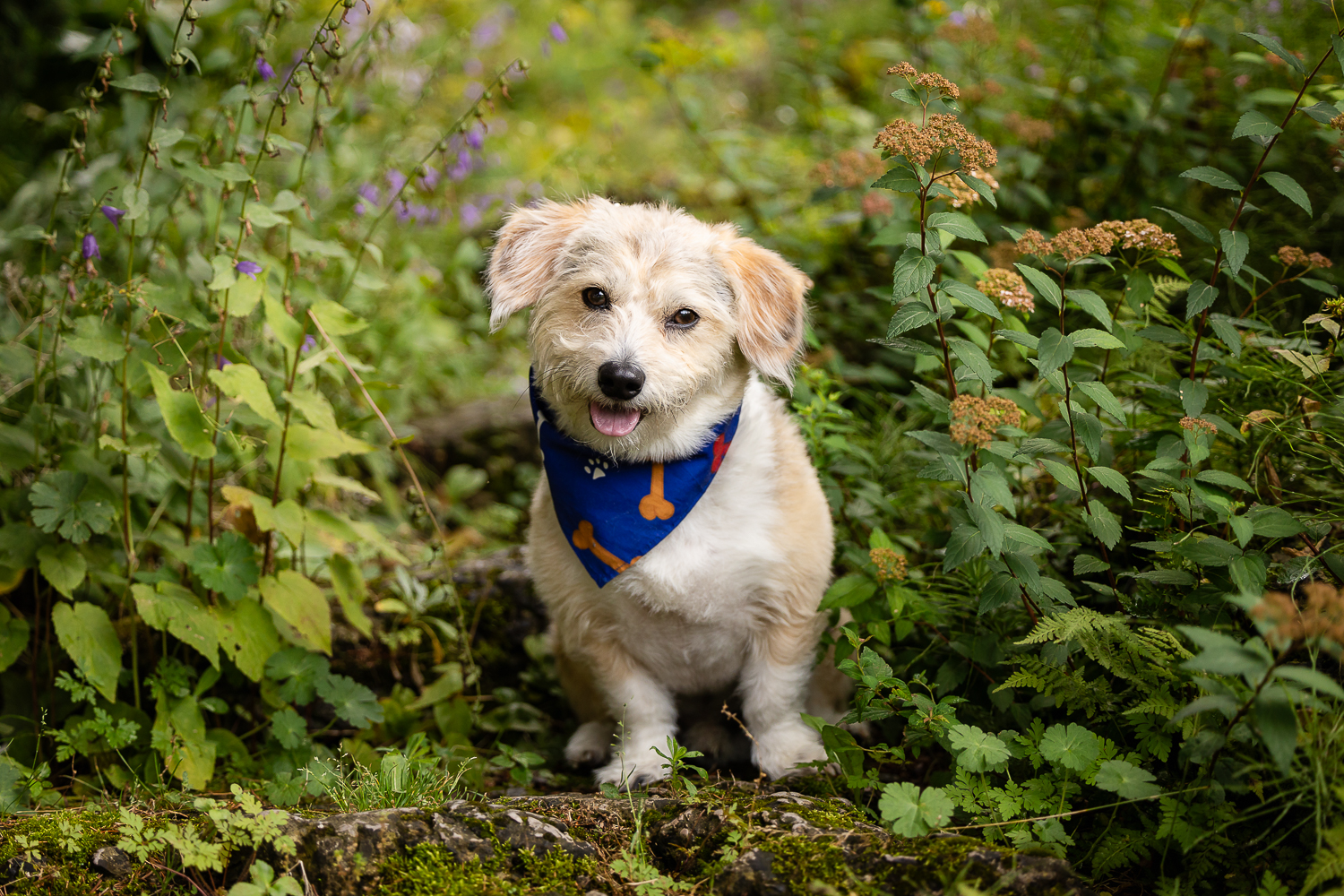 waterloo pet photographer pet photoshoot at Kitchener at Rockway Gardens