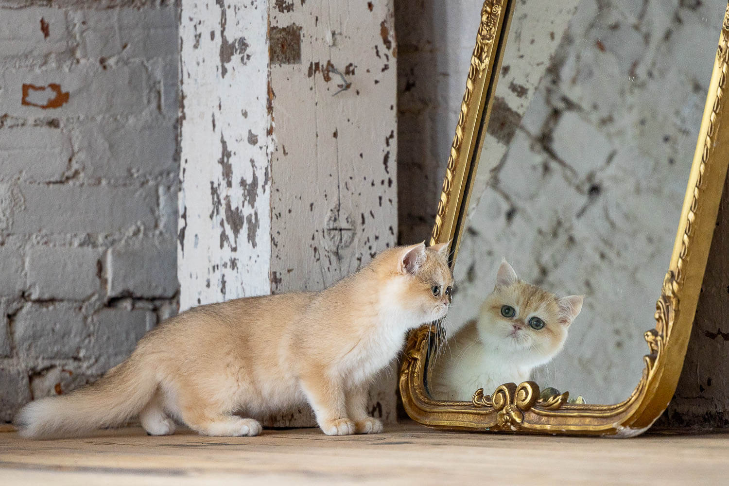 cat photography at millworks creative studio Cat reflexion looking at a mirror during a cat photoshoot.