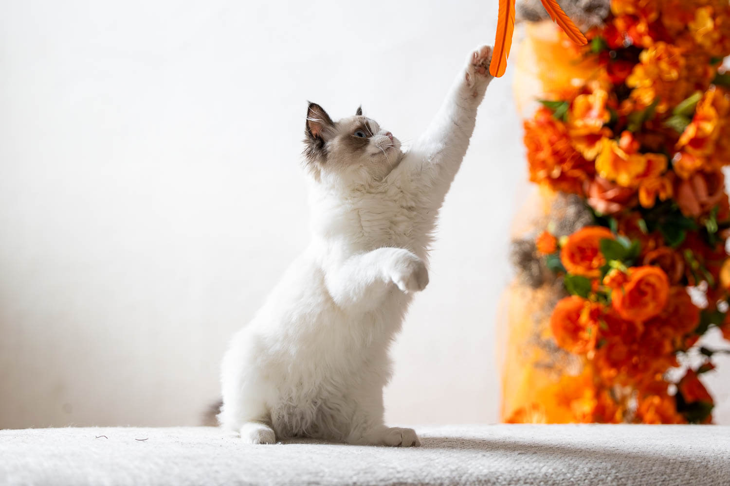 cat photography_ Kitten playful moment during a pet photoshoot in Millworks Creative Studio.