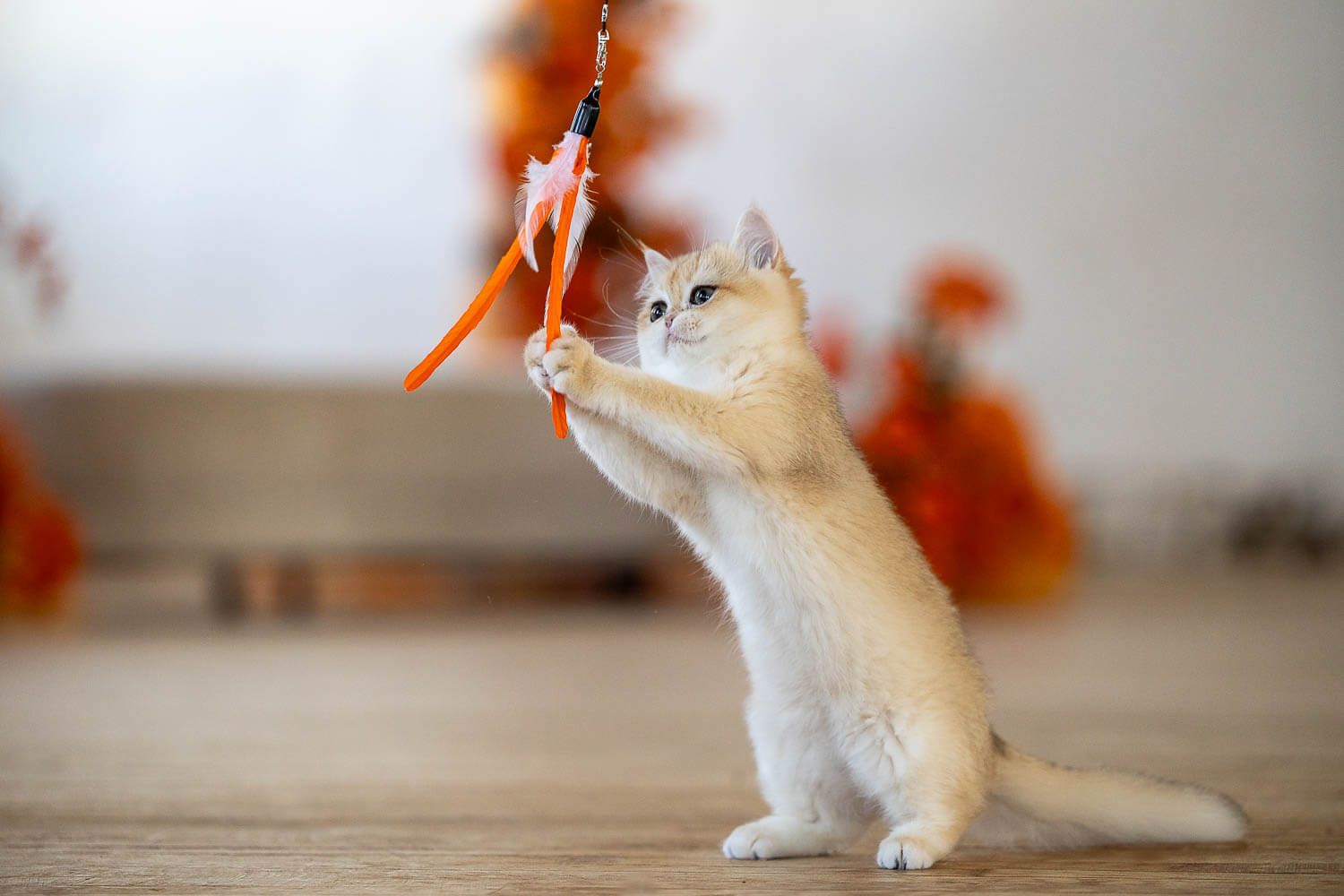 cat photos Kitten playing during a photoshoot in Millworks Creative Studio.