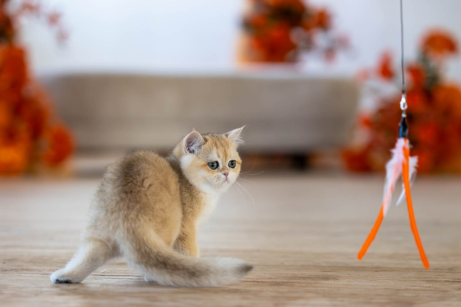 cat photoshoot ideas Kitten looking at a toy during a cat photoshoot.