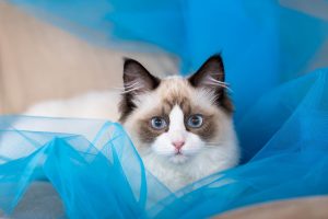 Cat photo at Millworks Creative Studio.