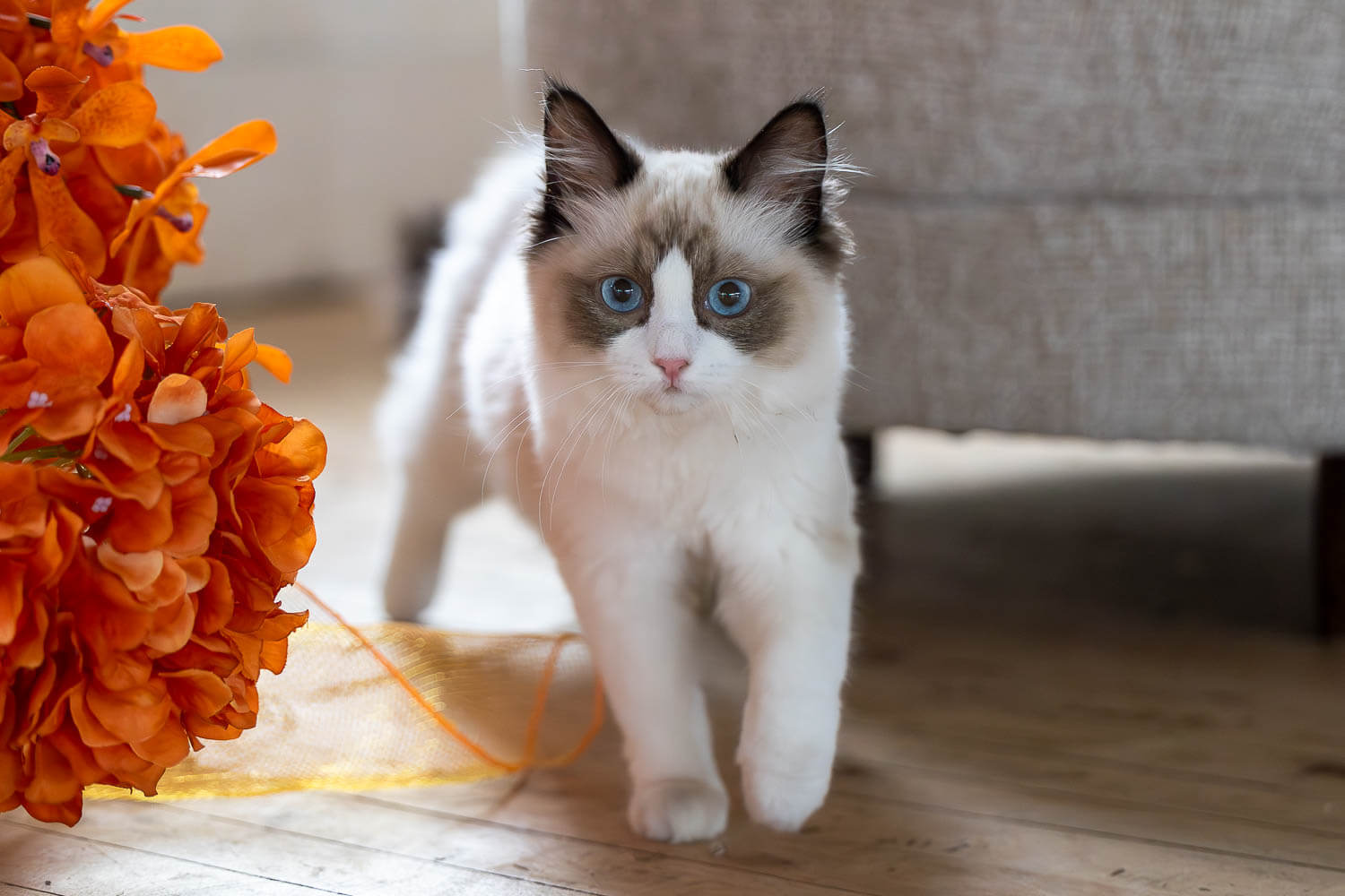 cats pictures Cat looking at the camera during a cat photoshoot.