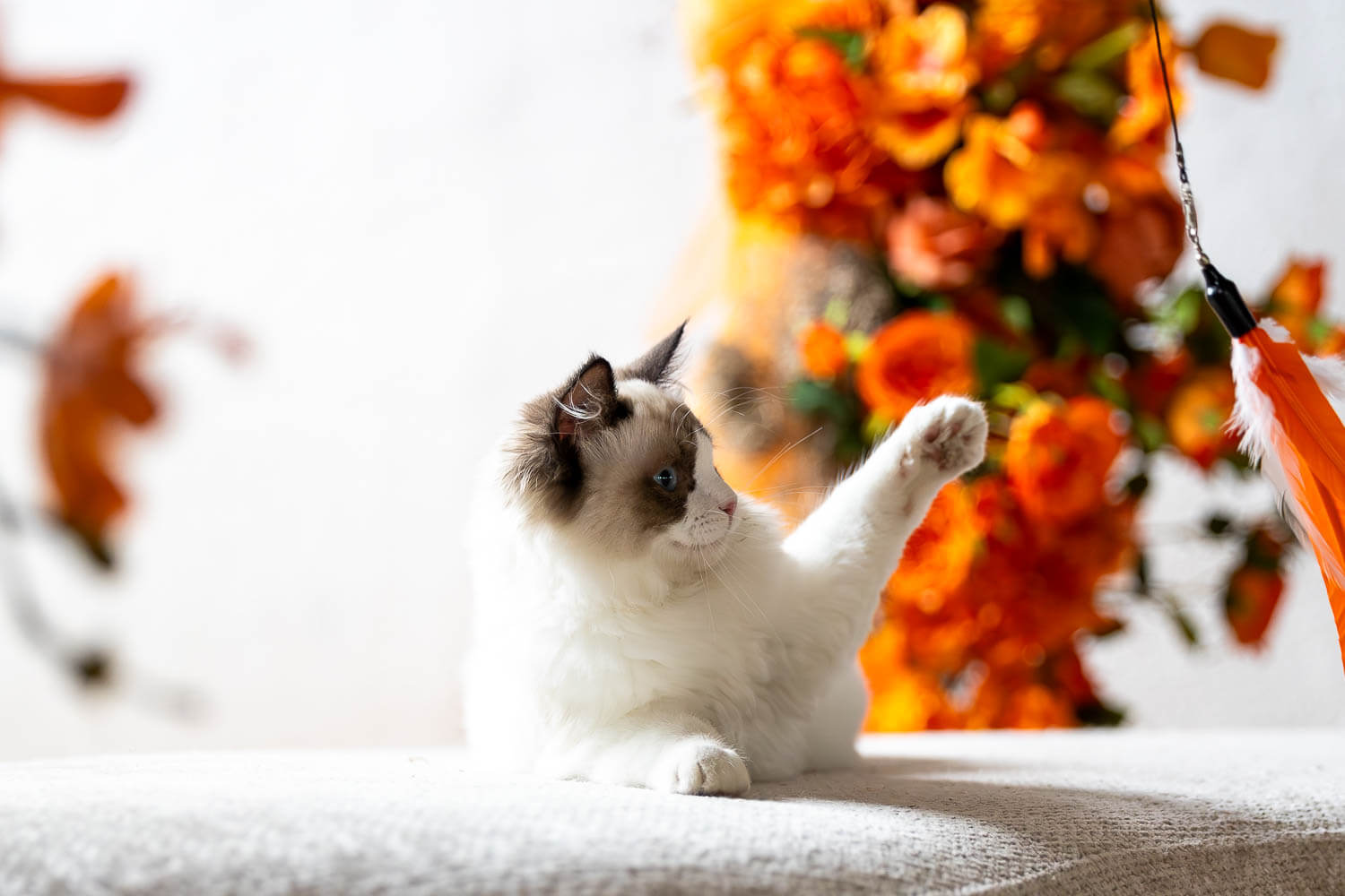 in studio cat photography Kitten being playful at a cat photoshoot.