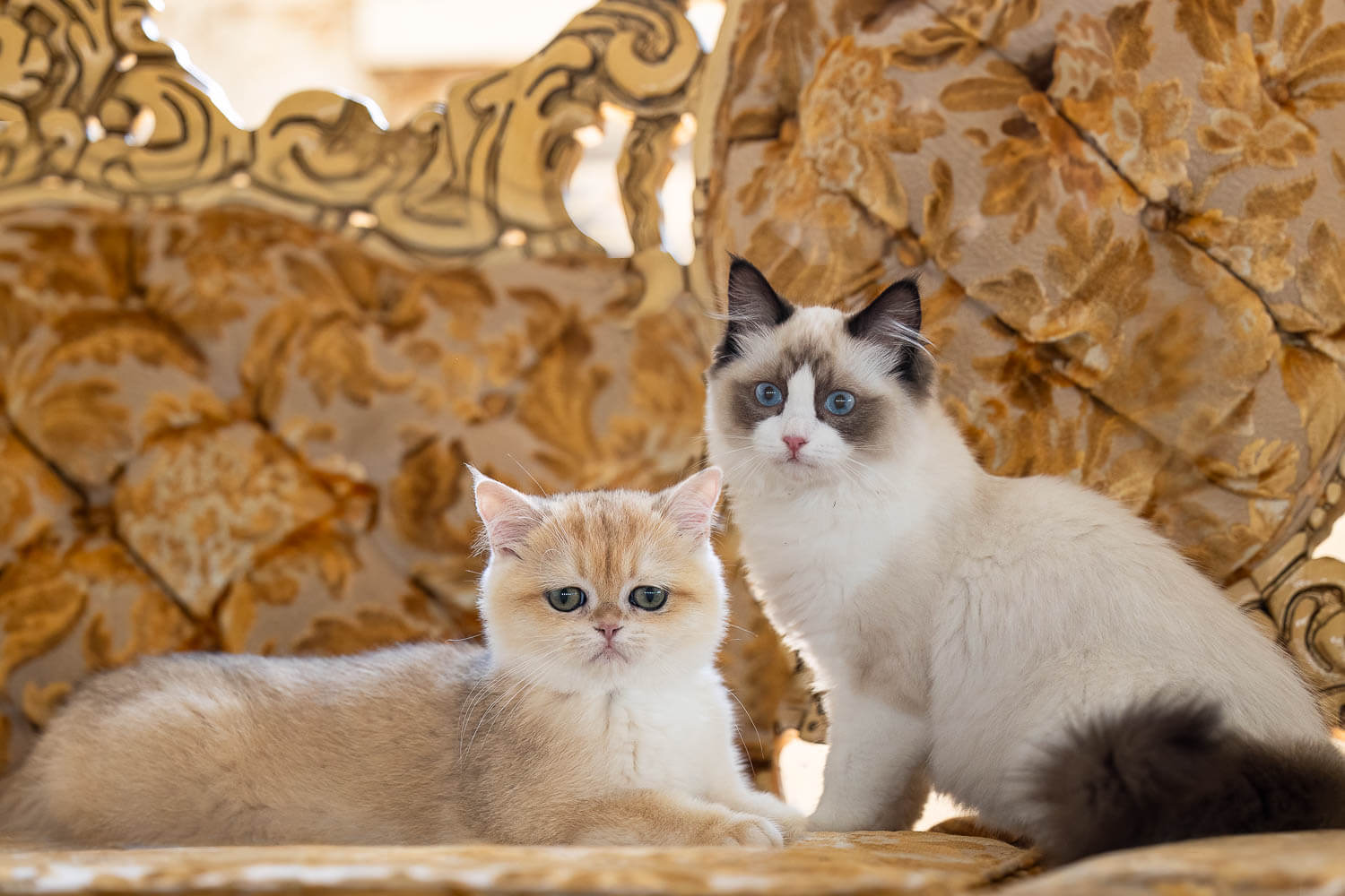 kitten indoor photography cat photography at Millworks Creative Studio