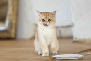 Cat portrait taken at Millworks Creative Studio.