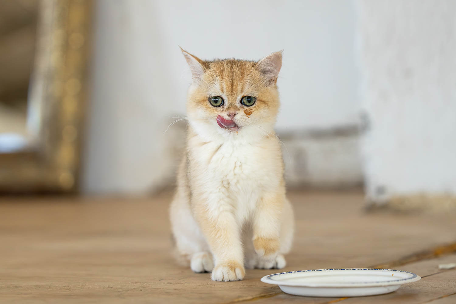 kitten photography Cat portrait taken at Millworks Creative Studio.