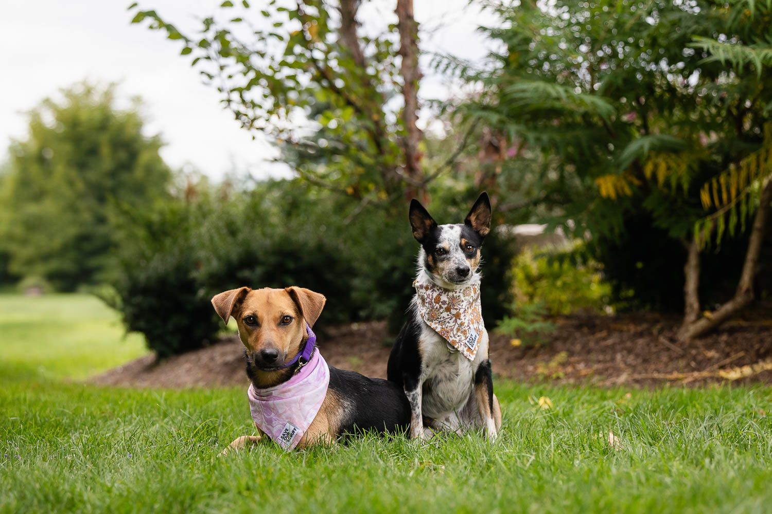 save our scruff 10 year anniversary two rescue dogs posing at Save Our Scruff Event at the West Avenue Cider House