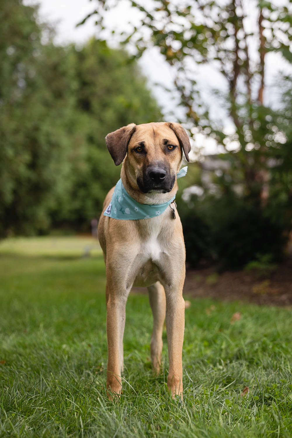 save our scruff dog Rescue dog posting at the Save Our Scruff Event.