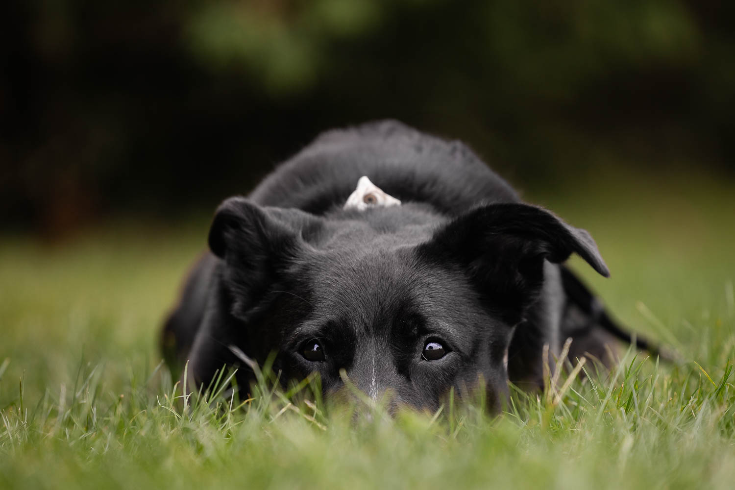 save our scruff pet portrait rescue black dog at the West Avenue Cider House