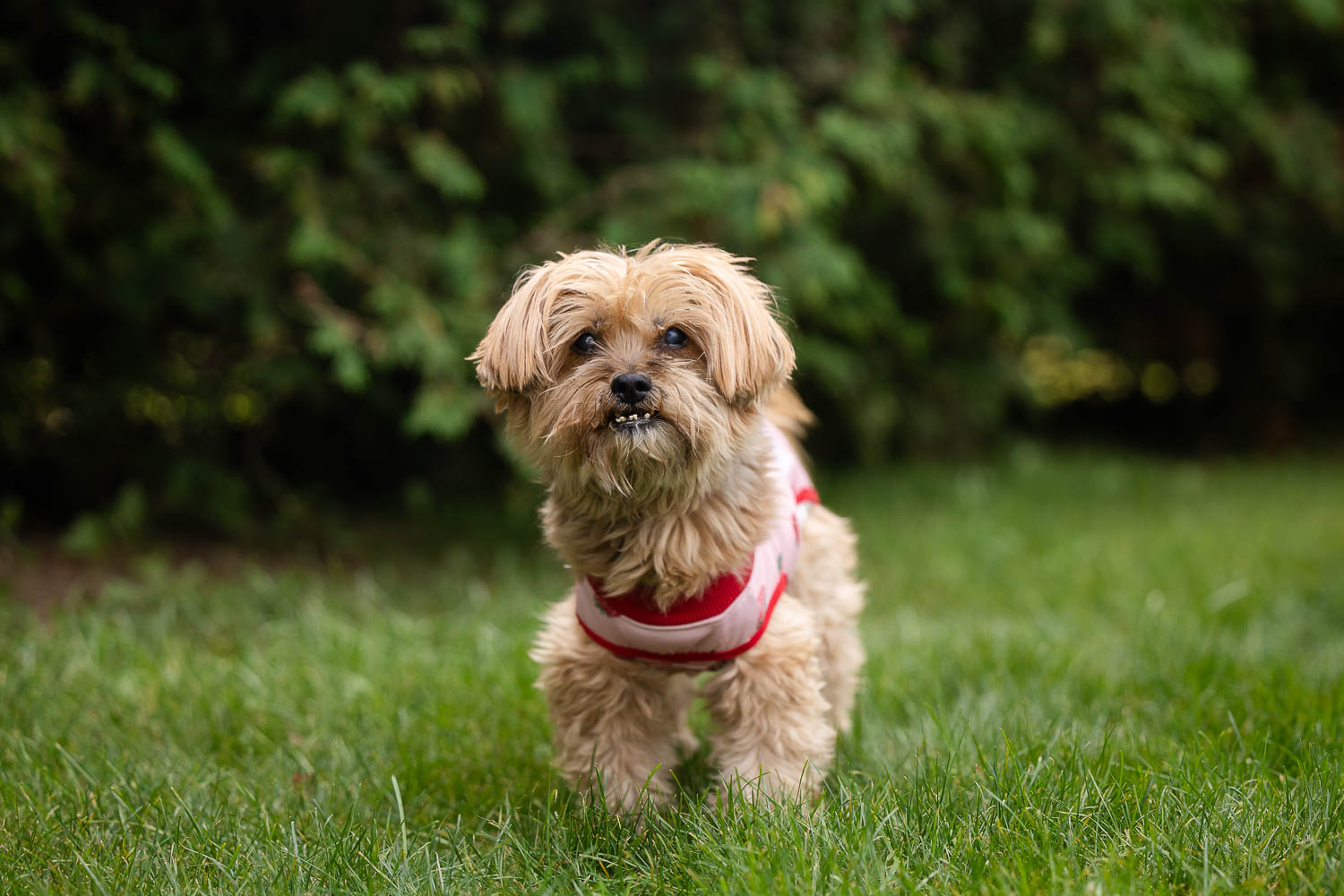 senior dog posing at save our scruff event Senior dog posing at the Save Our Scruff Event at the West Avenue Cider House.
