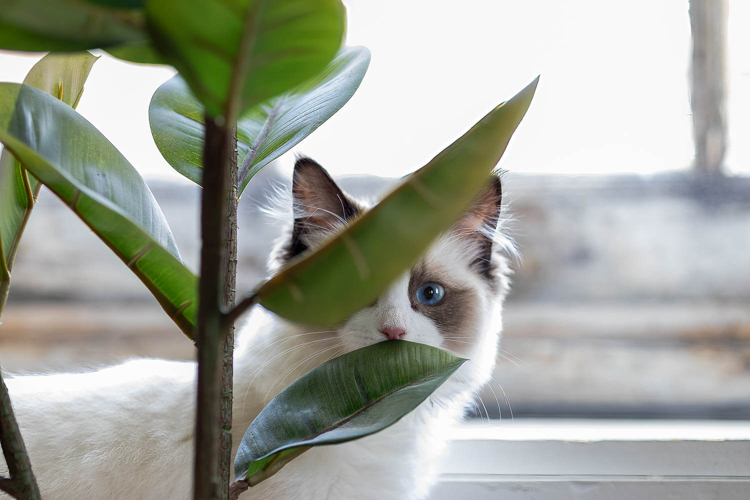 studio cat pictures ideas_