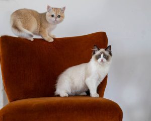 Two kittens at a chair during a cat photoshoot.