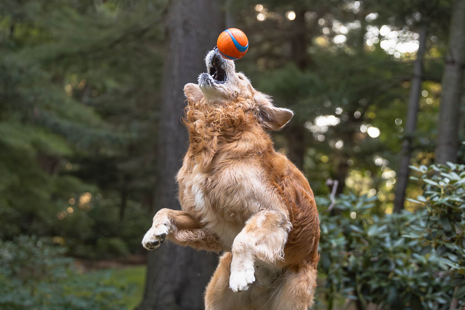 dog photographer mississauga golden retriever catching a ball at a dog photoshoot.