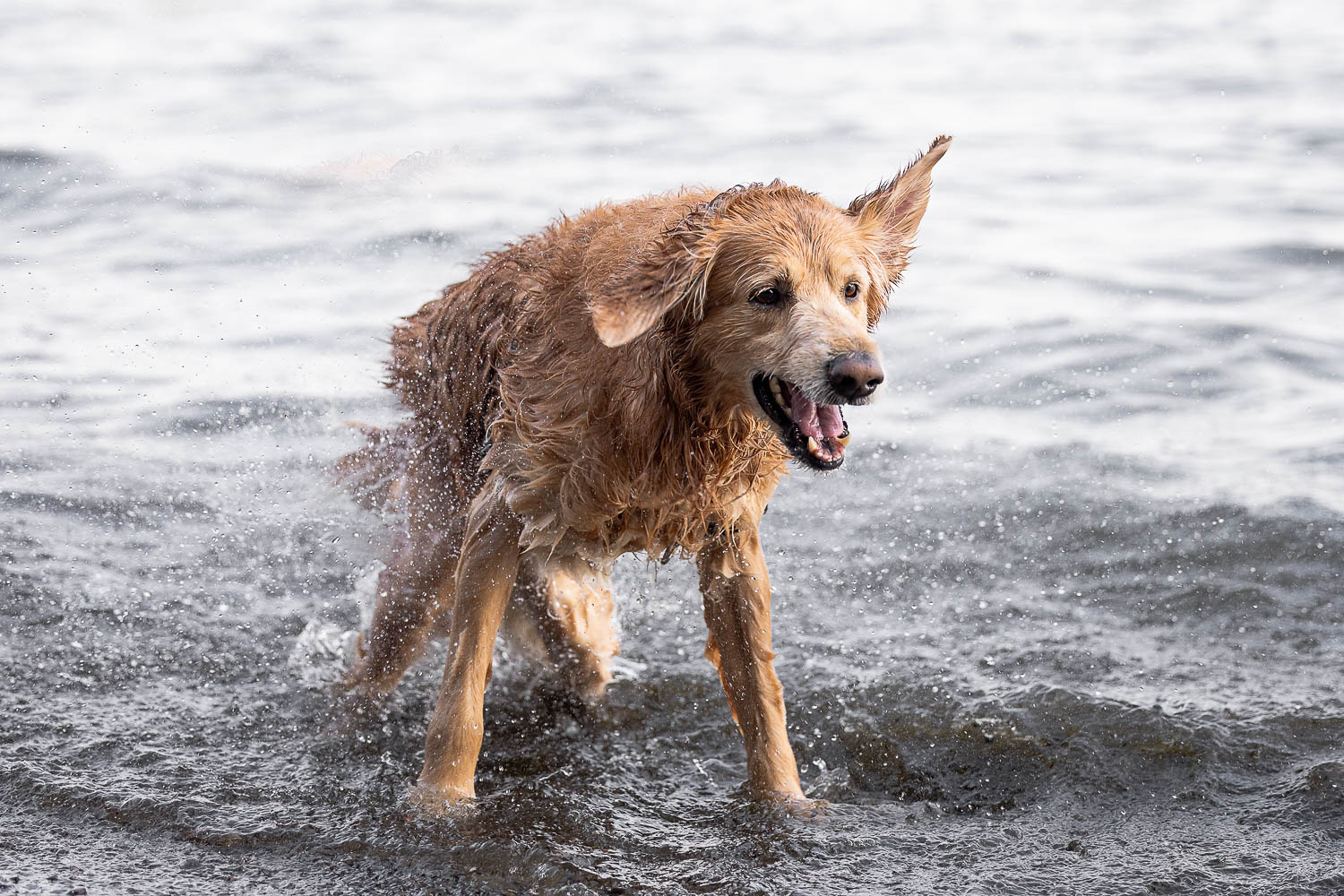 dog photographer toronto golden retriever enjoying the water in Mississauga.