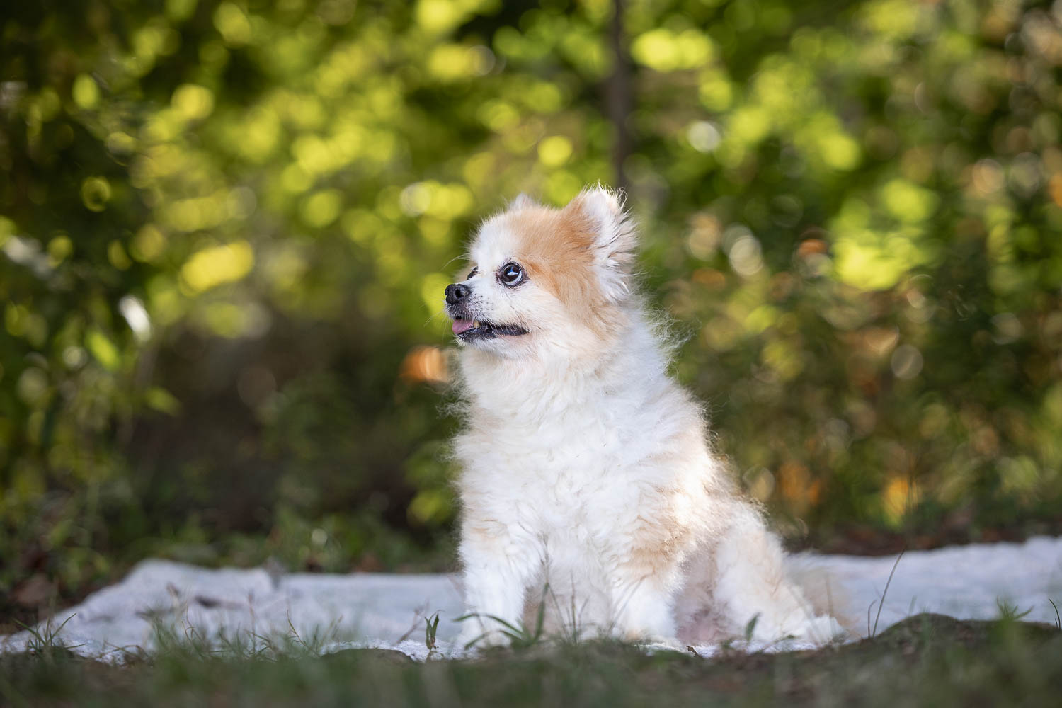 end of life pet photography in Burlington senior dog photoshoot session in Burlington, Ontario.