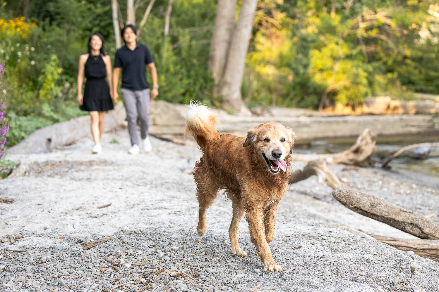 family photos with dogs golden retriever and his family walking on the beach during a family pet photoshoot.