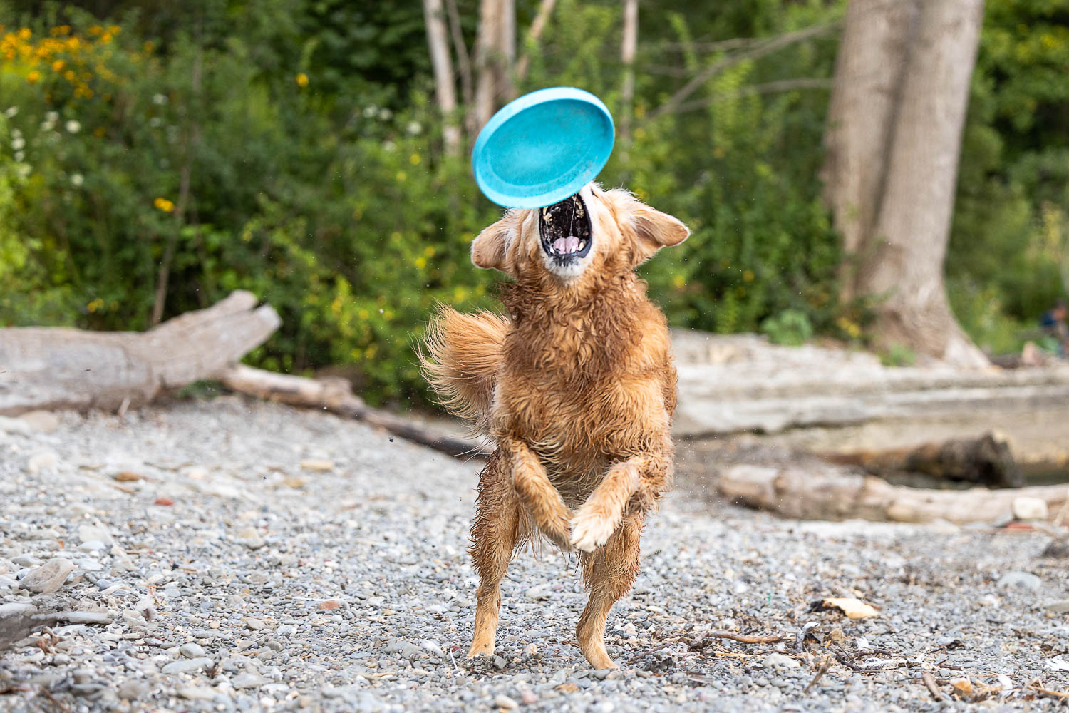 golden retriever action shot in Mississauga golden retriever catching a frisbee during his dog and family photoshoot.