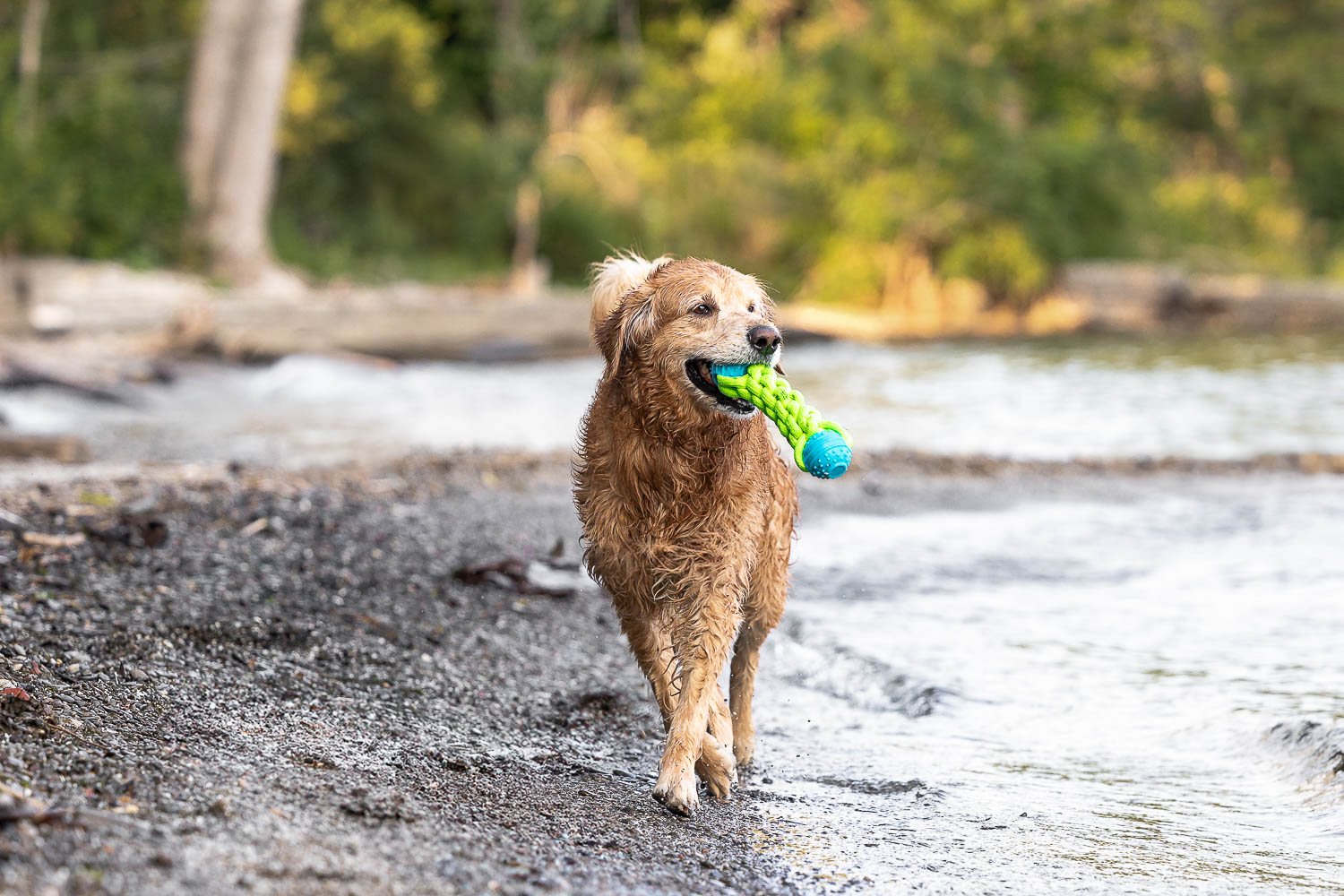 pet photos toronto golden retriever having a great time at his pet and family photoshoot.