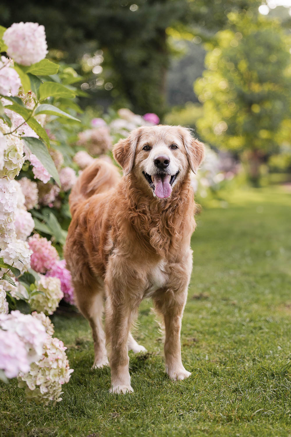 pet photoshoot mississauga golden retriever posing among the flowers on his first pet photoshoot.
