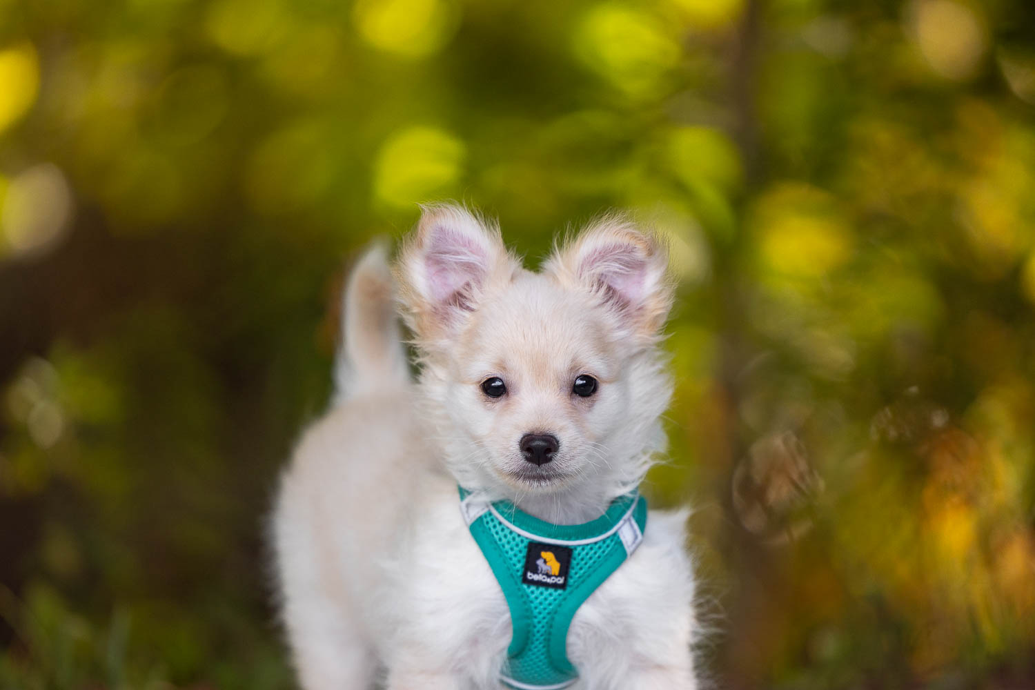 pet portrait burlington puppy photoshoot at Lowville park in Burlington, Ontario.