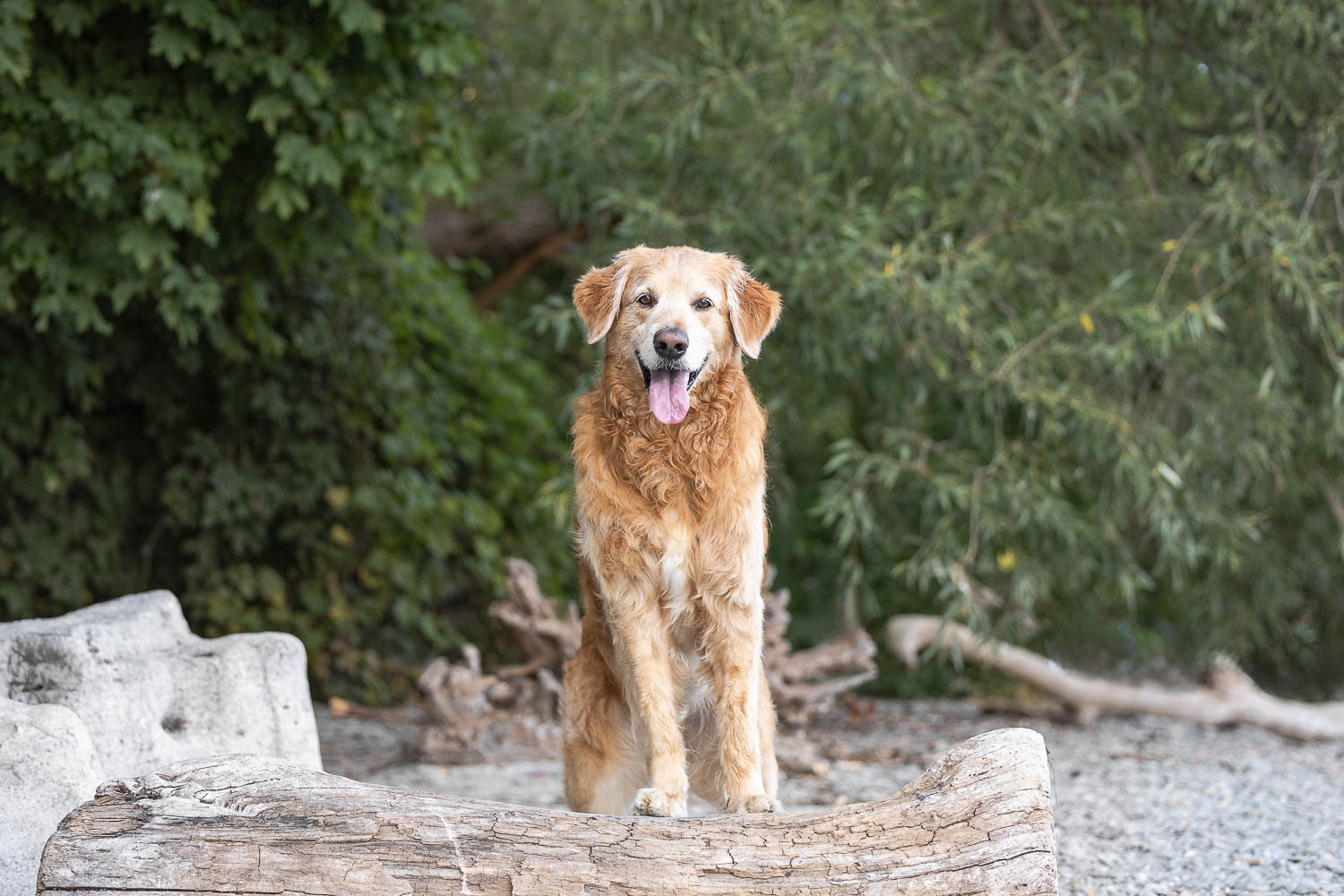 pet portraits toronto golden retriever posing at a pet photoshoot session in Mississauga.
