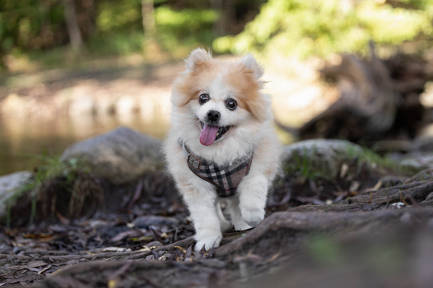 senior dog photography Burlington_ senior dog posing at Lowville Park in Burlington, Ontario.