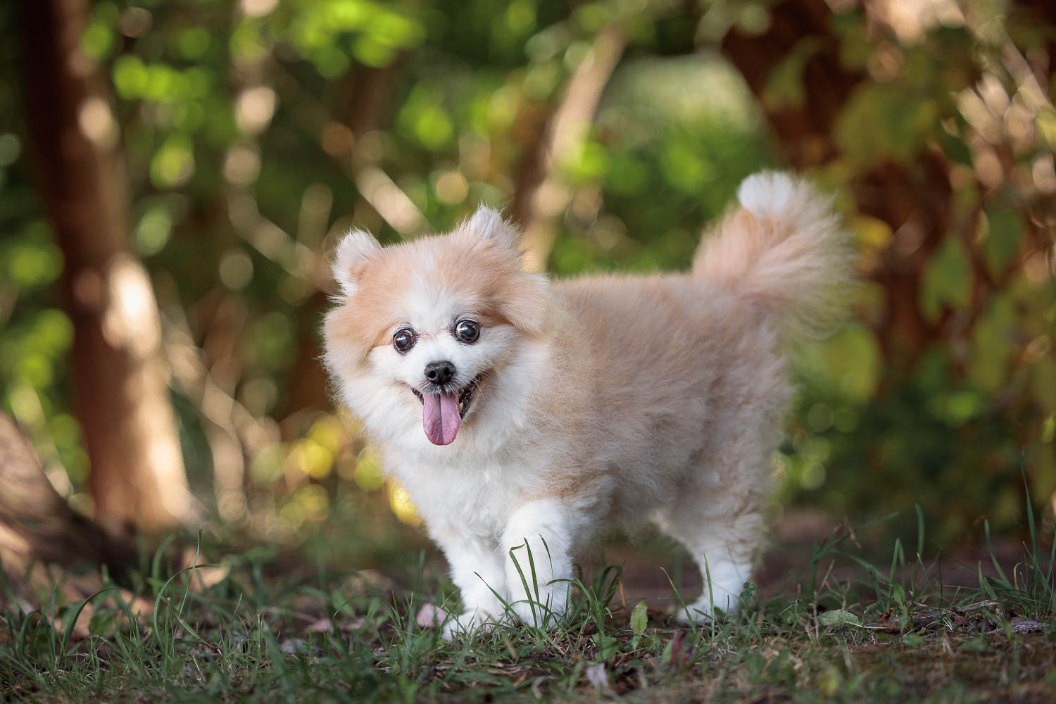 senior dog photoshoot at Lowville Park