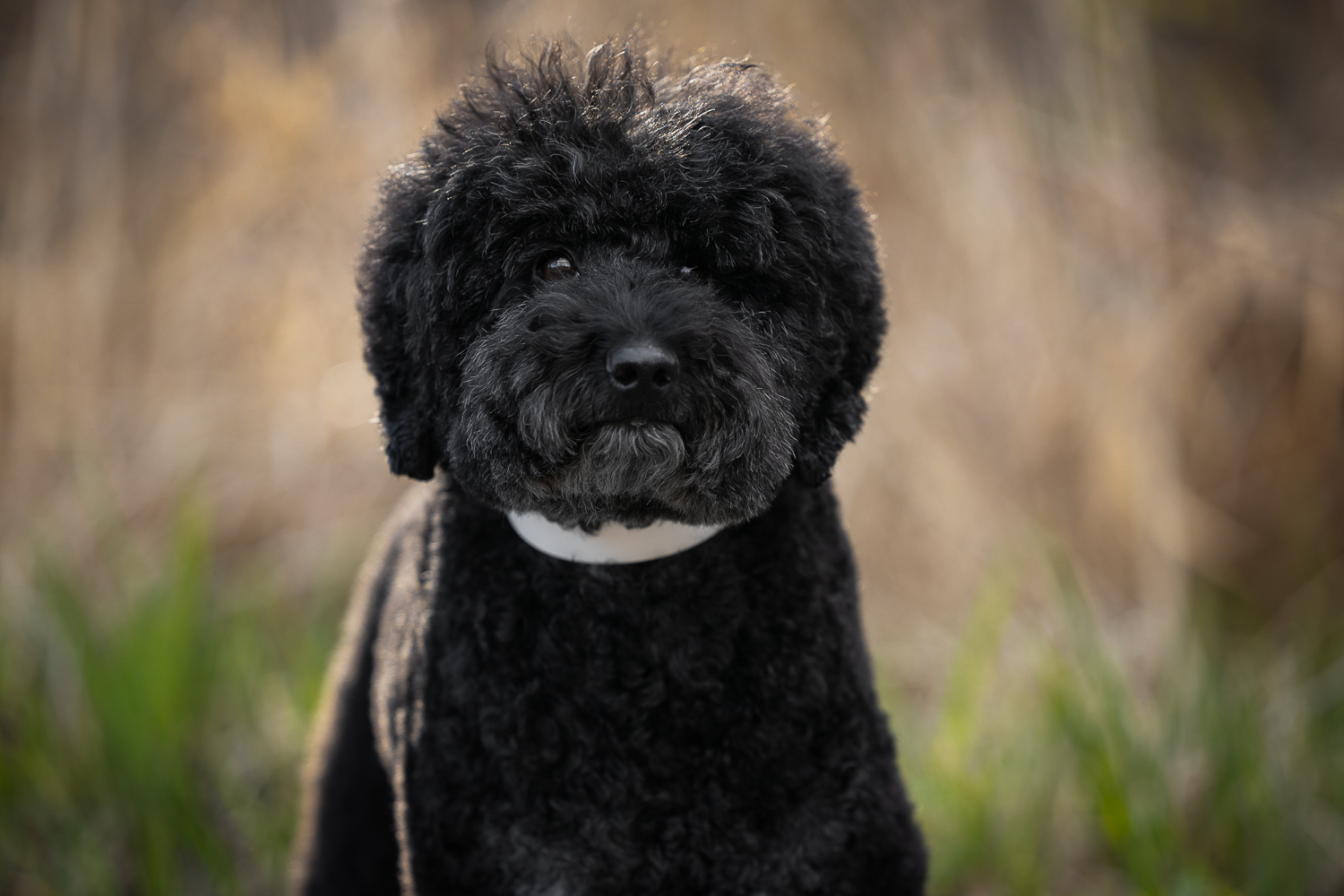 black poodle photoshoot toronto black standard poodle looking at the camera at James Garden Park