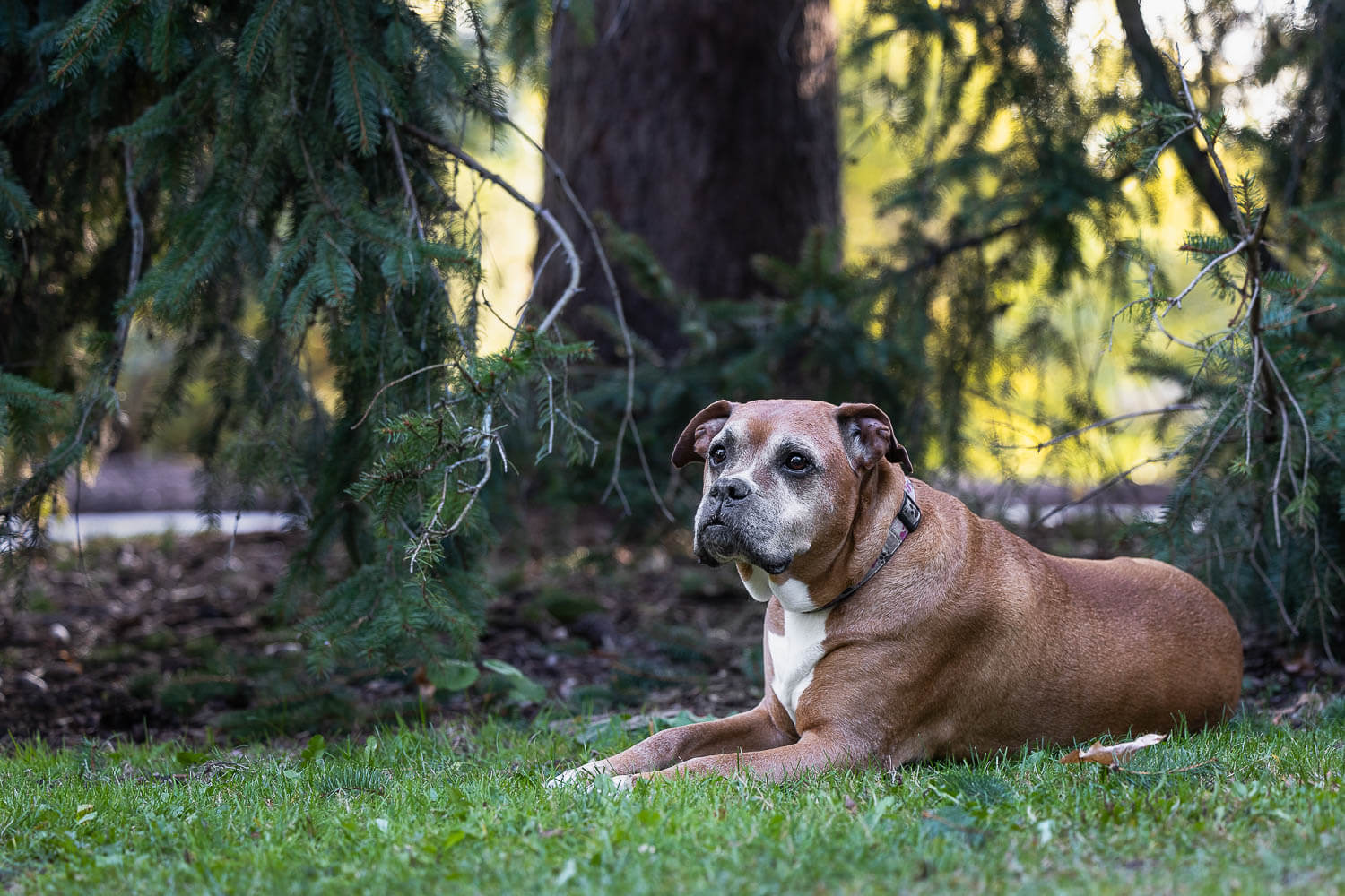 brantford, ontario pet photographer senior dog laying down at a pet photoshoot in Brantford.