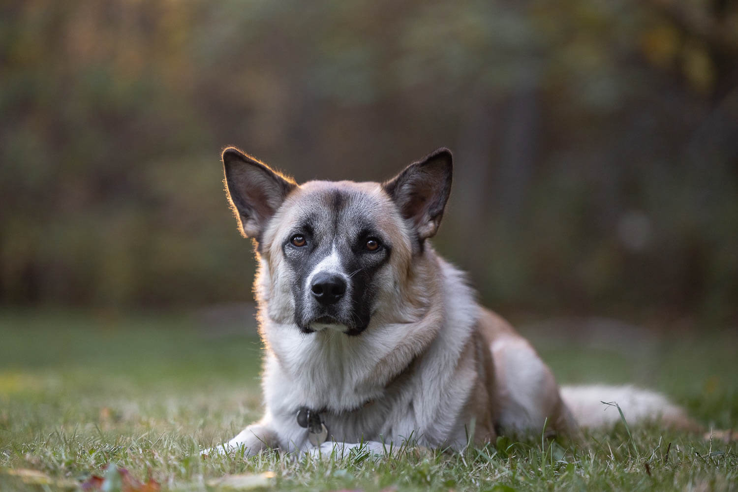 burlington dog photographer pet photo of a rescue dog at Lowville Park in Burlington.