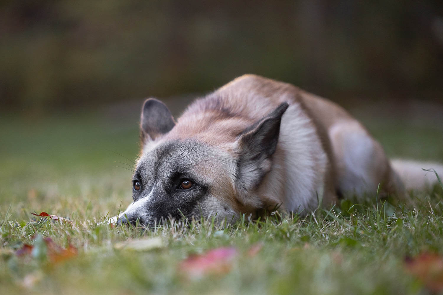 burlington pet photographer dog photoshoot in Burlington, Ontario.