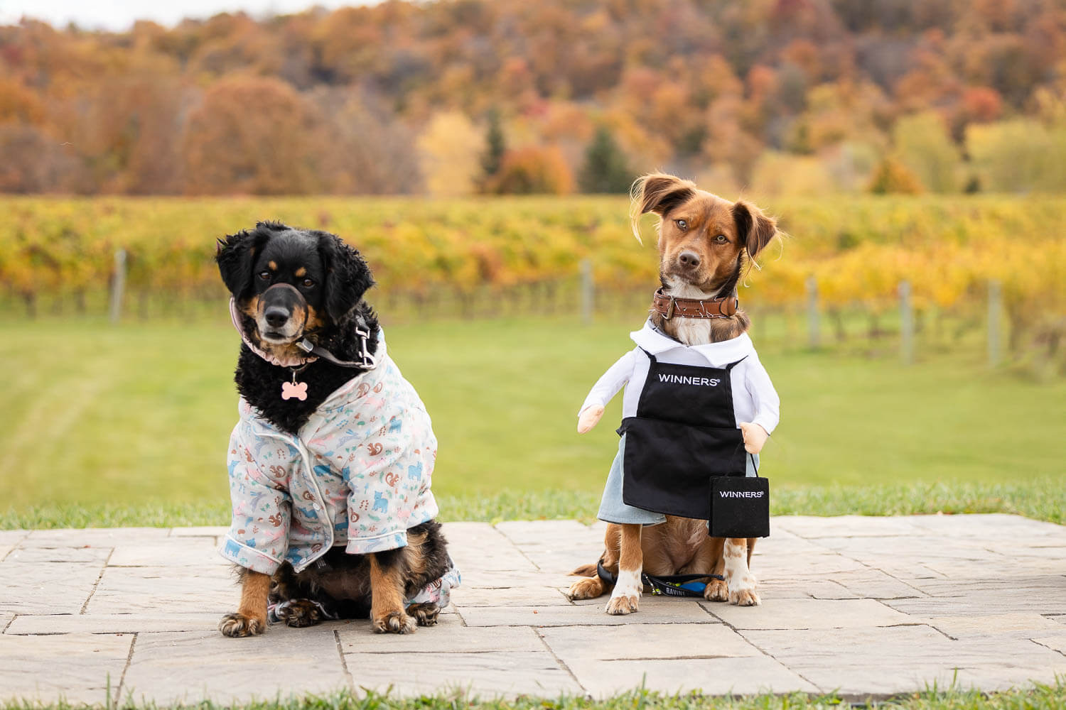 cave spring vineyard in Niagara pet Halloween event at cave spring vineyard.