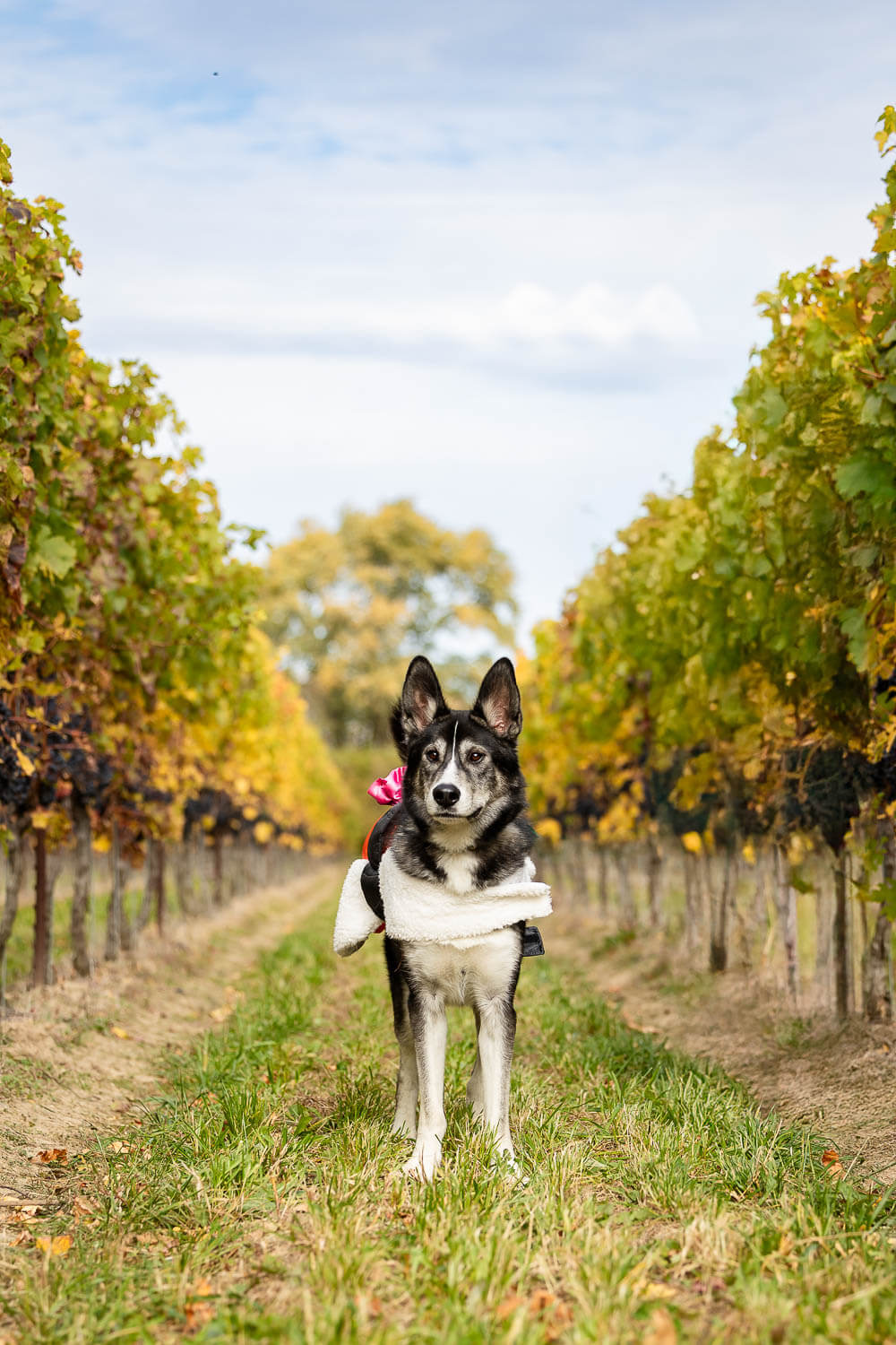 cave spring vineyard dog photoshoot at cave spring vineyard.