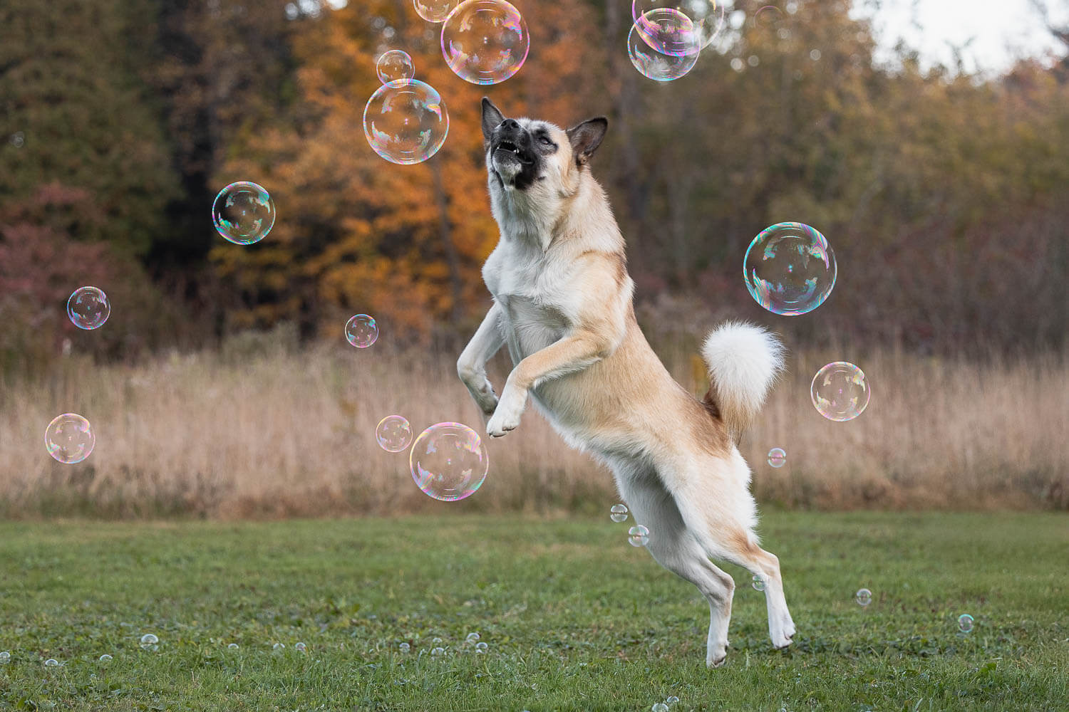 dog action image at Lowville Park action image of a dog at burlinton, ontario.
