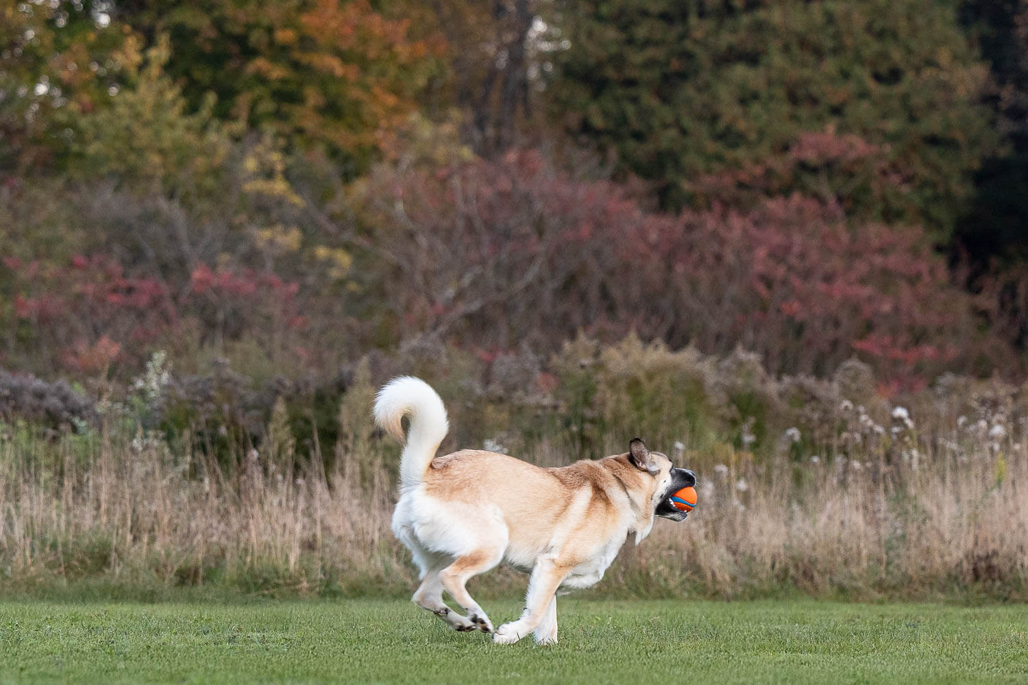 dog action image canovas photography dog action image at Lowville Park