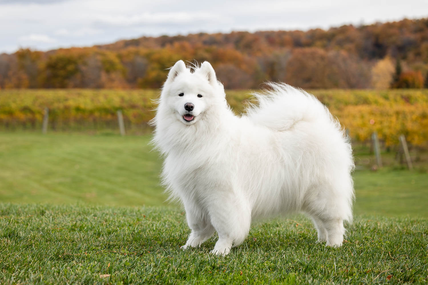 dog friendly winery dog photo at a winery niagara escarpment.