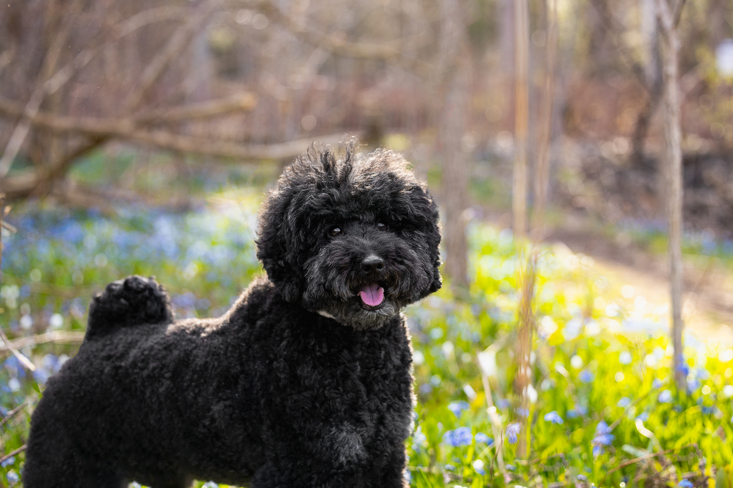 dog photo session gorgeous black medium poodle pet photoshoot in Toronto.