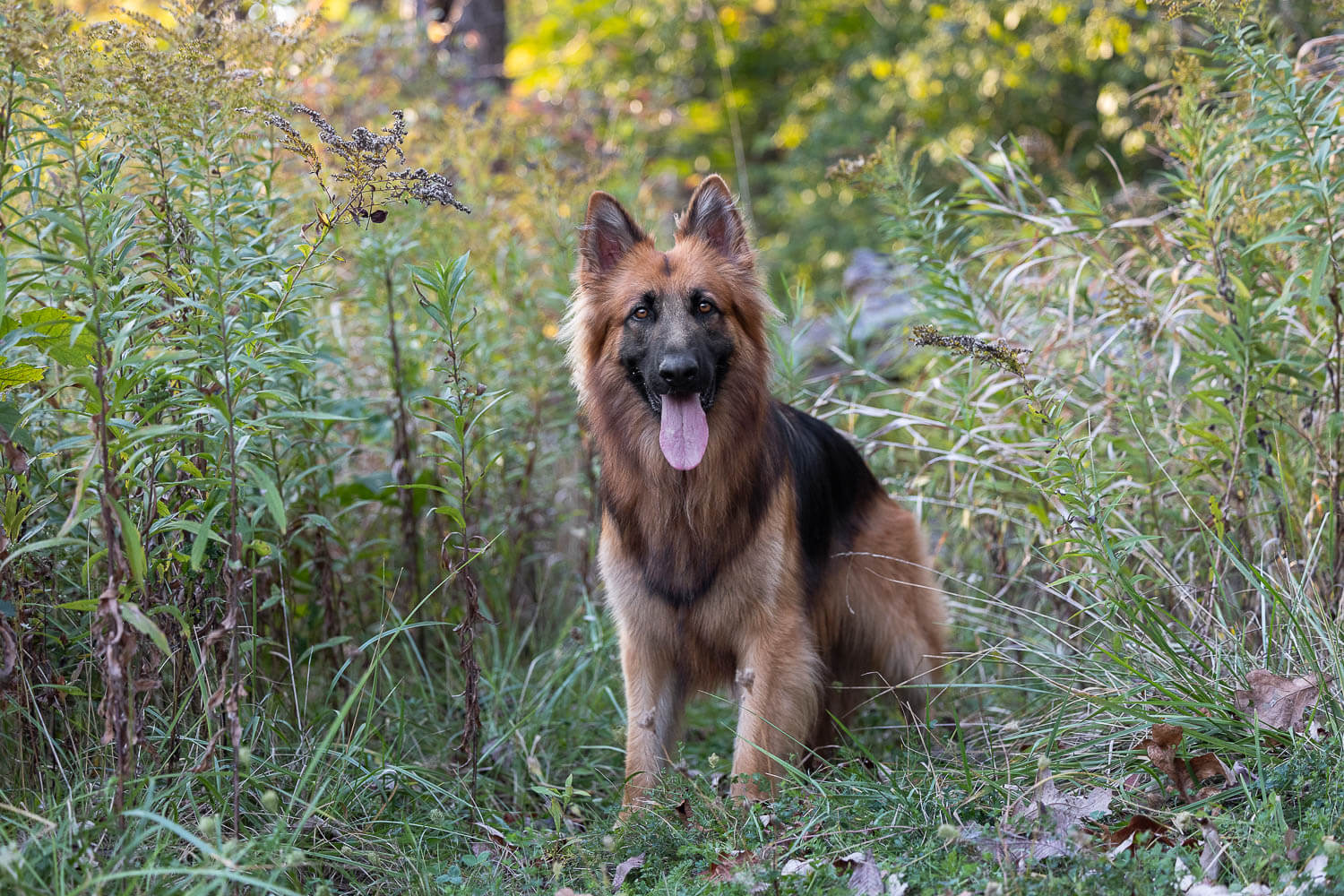 dog photographer grimsby ontario a fall pet photoshoot at Grimsby.
