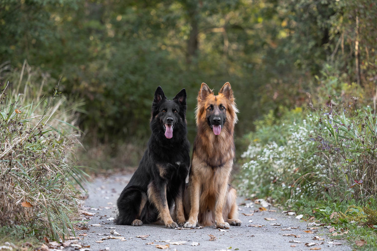 dog photography grimsby fall pet photoshoot with german shepherd in grimsby.
